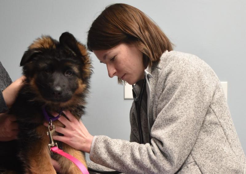 Carousel Slide 2: Dog wellness care