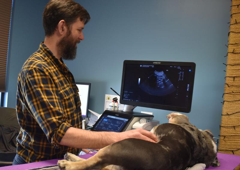 Carousel Slide 4: Veterinary ultrasound and other diagnostic services
